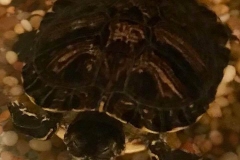 TMAB Turtle